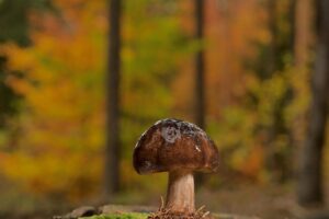 amanita, mushroom, fungus-8377750.jpg