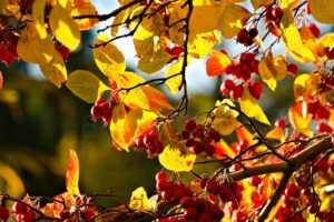 nature, forest, leaves-8381704.jpg
